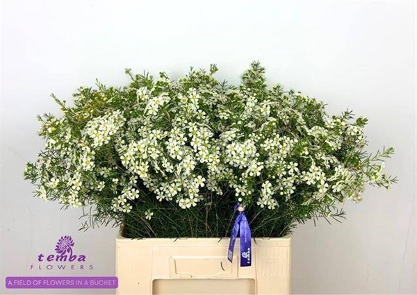 WAX ROMI ROSE OFIR 60CM