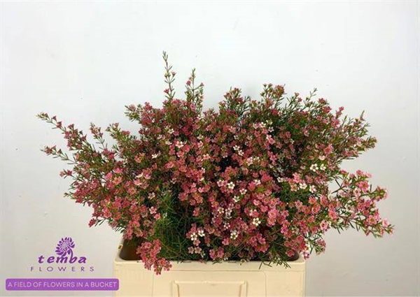 WAX ROMI ROSE MY SWEET 16 60CM