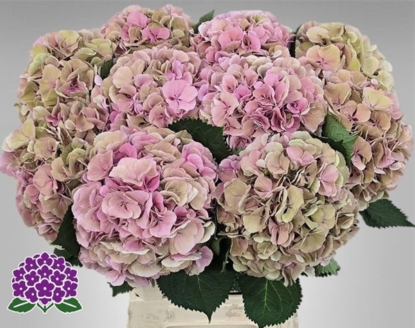 HORT. ELBTAL CLASSIC 60CM