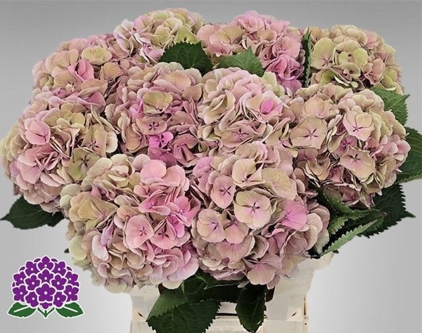 HORT. EBTALD ROSE CL 60 $$$
