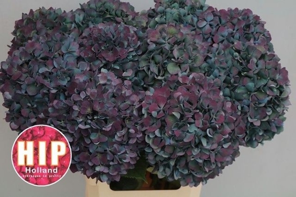 HORT. PIMPERNEL CL 65 $$$