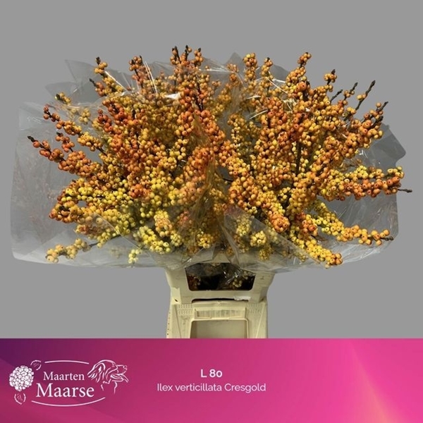 ILEX VERT CRESGOLD 80CM