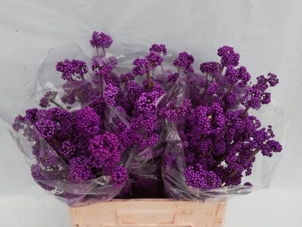 CALLICARPA BOD PROFU 60CM