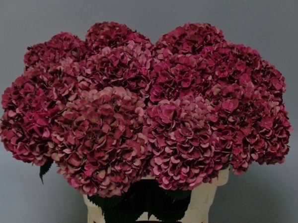 HORT. PINK RUBY 60 $$$