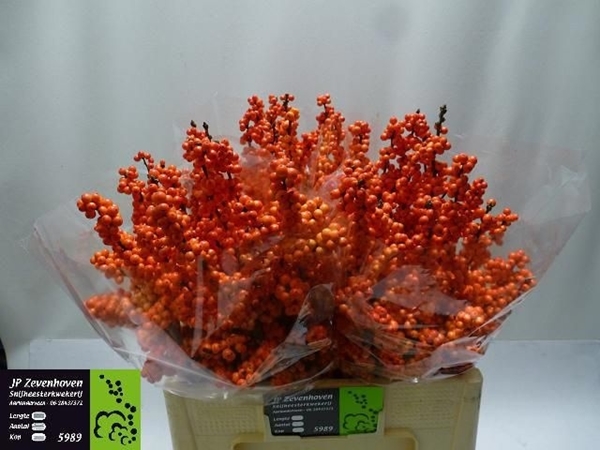 ILEX ORANGE 70 $$$