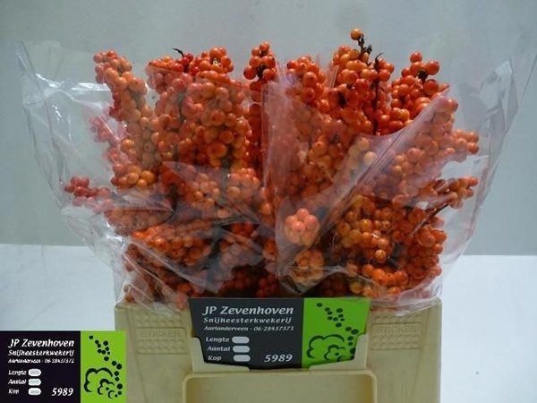 ILEX ORANGE 40 $$$