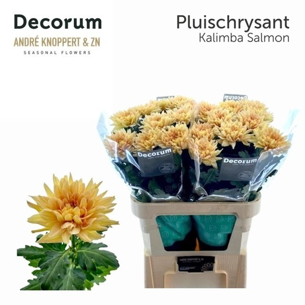 CHRYS. UNIF KALIMBA SALMON $$$