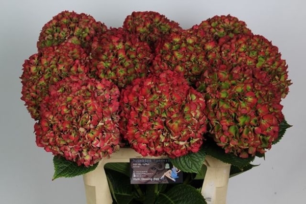 HORT. GLOWING ALPS CLASSIC 80CM