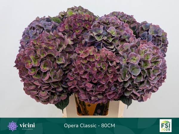 HORT. ROYAL OPERA CLASSIC 80CM
