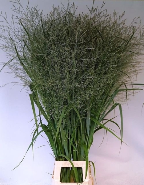 PANICUM DALLAS BLUES 130CM