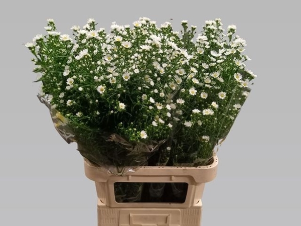 ASTER MONTE CASSINO 90CM