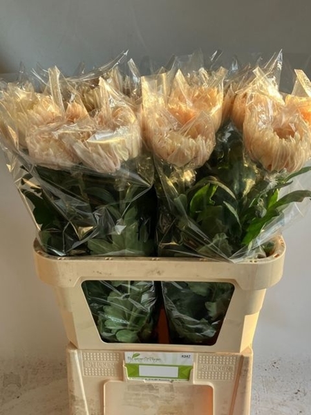 CHRYS. UNIF AVIGNON $$$