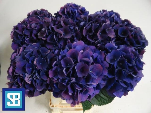 HORT. RODEO LILA 60 $$$