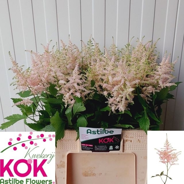 ASTILBE EUROPA 60CM