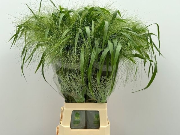 PANICUM FONTAINE 80CM