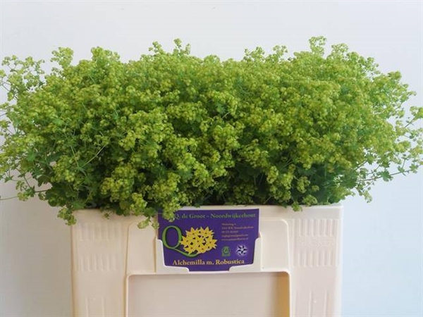 ALCHEMILLA ROBUSTICA 55CM
