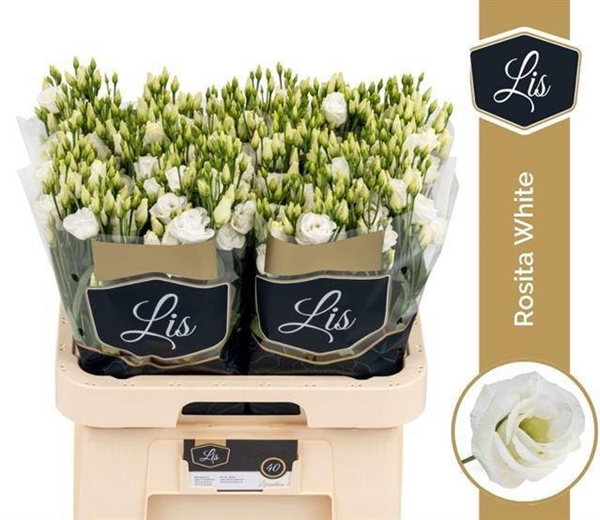 LISIANTHUS BLANC $$$