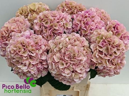 HORT. MY VIENNA CLASSIC 90CM