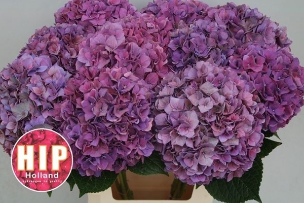 HORT. RODEO LILA 60 $$$