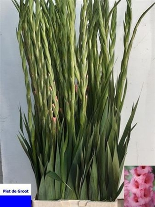 GLAIEUL FORTAROSA 120CM