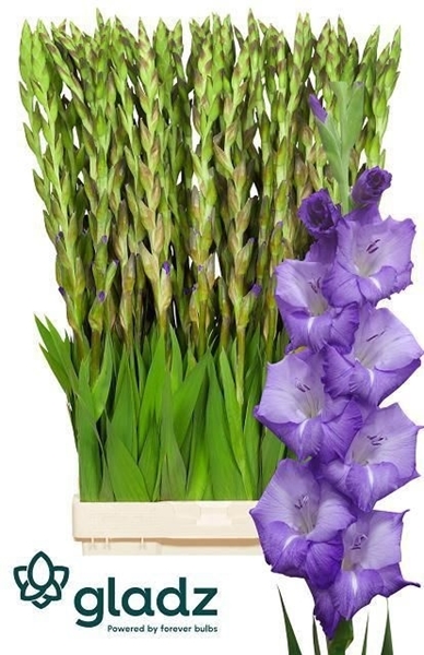 GLAIEUL MOJITO 110CM