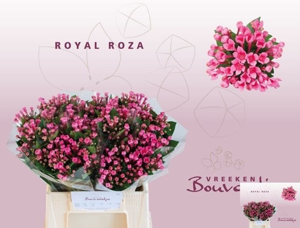 BOUVARDIA EN ROYAL ROZA 40CM