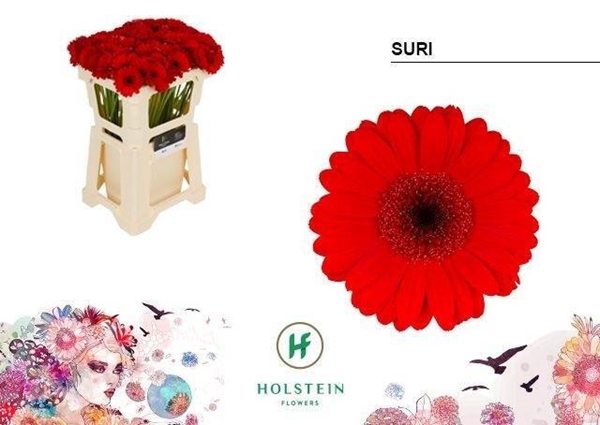 GERMINI AQUA X20 SURI