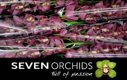 CYMBI SALM DELIGHT X6.