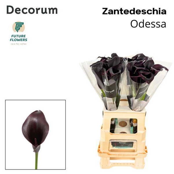 CALLA ODESSA 65CM