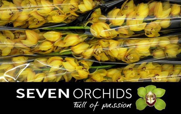 CYMBI YELLOW KING X6.