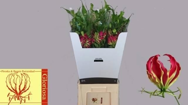 GLORIOSA ROTHSCHILD 80CM