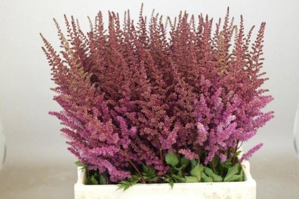 ASTILBE MAGGIE DALEY 65CM