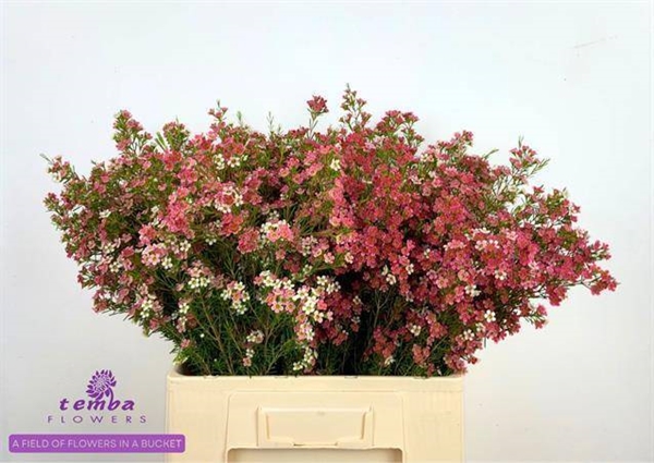 WAX ROMI ROSE MY SWEET 16 60CM