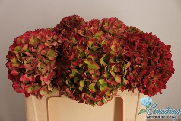 HORT. GLOWING ALPS CLASSIC 50CM