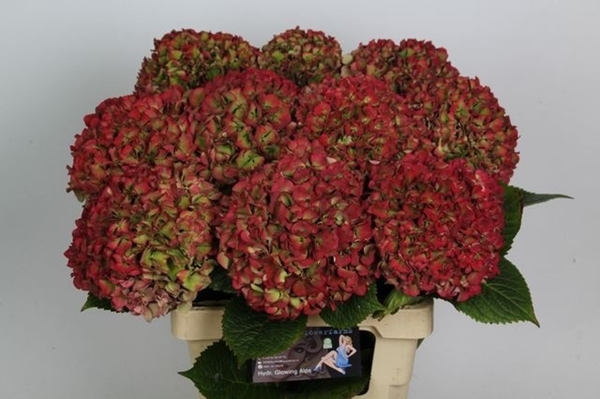 HORT. GLOWING ALPS CLASSIC 65CM