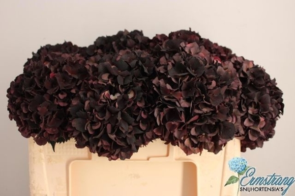 HORT. RUBY CLASSIC 50CM