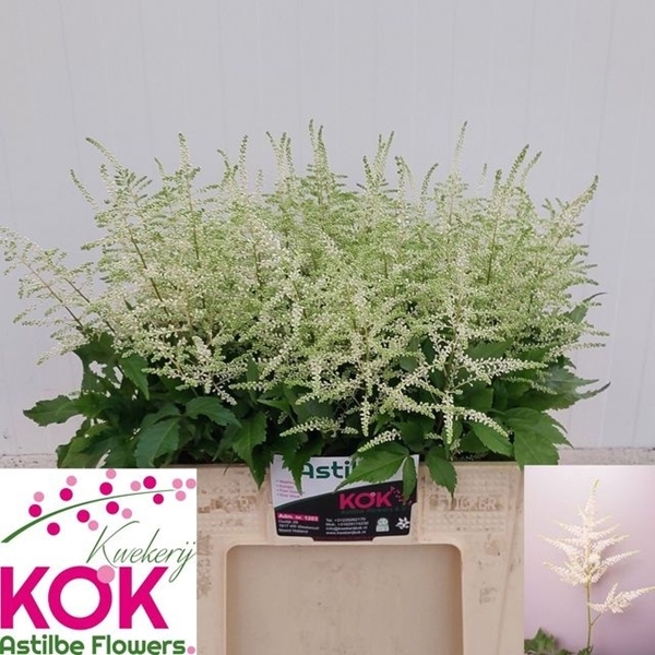 ASTILBE WASHINGTON 60CM