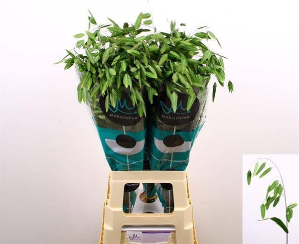 CHASMANTIUM LATIFOL MANTIS 80CM