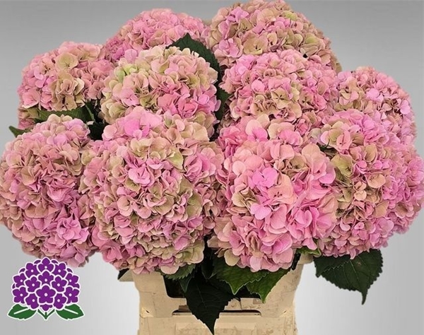 HORT. CHAMPAGNE 60 $$$