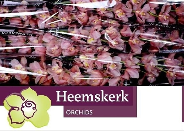 CYMBI SALM DELIGHT X6.