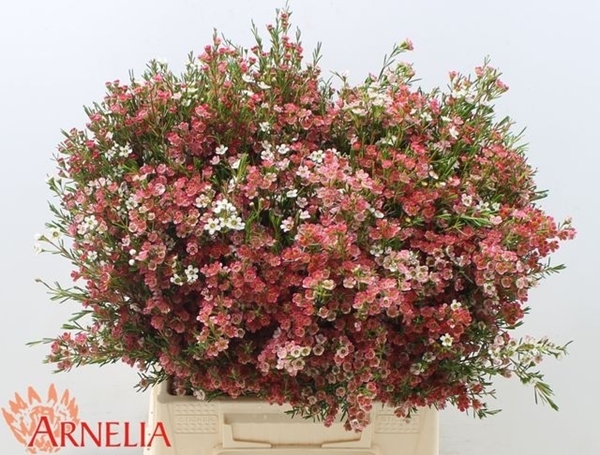 WAX ROMI ROSE MY SWEET 16 40CM