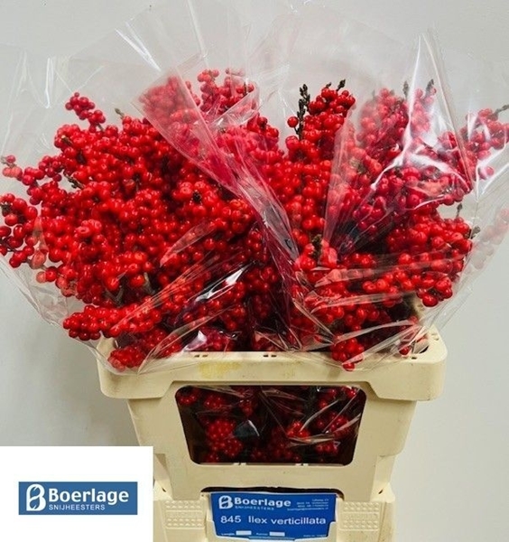 ILEX VERT BRIT BUYS 60 $$$