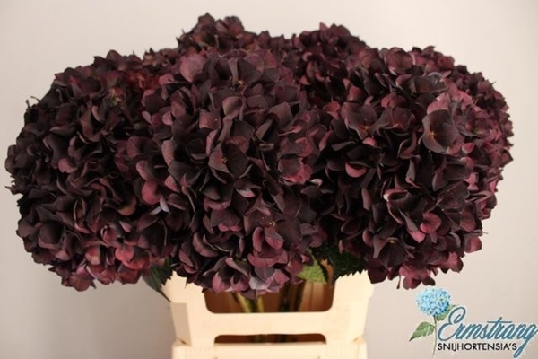 HORT. RUBYR CLASSIC PURPLE 60CM
