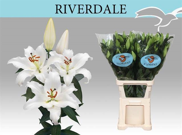 LYS OR RIVERDALE 31FL 90CM 3 F+