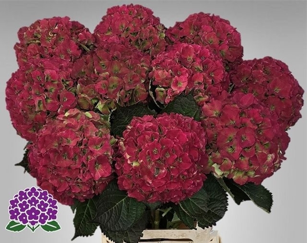 HORT. ROYAL PALACE CLASSIC 65CM