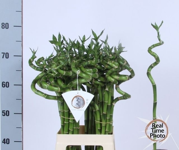 LUCKY BAMBOO SPIREEAAL 70CM