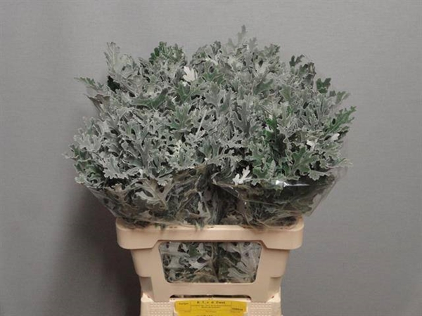 SENECIO MARITIMA 60CM