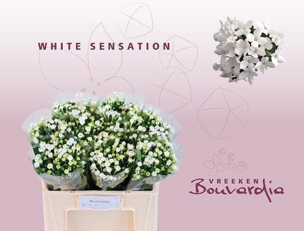 BOUVARDIA EN WHI SENSATION 50CM