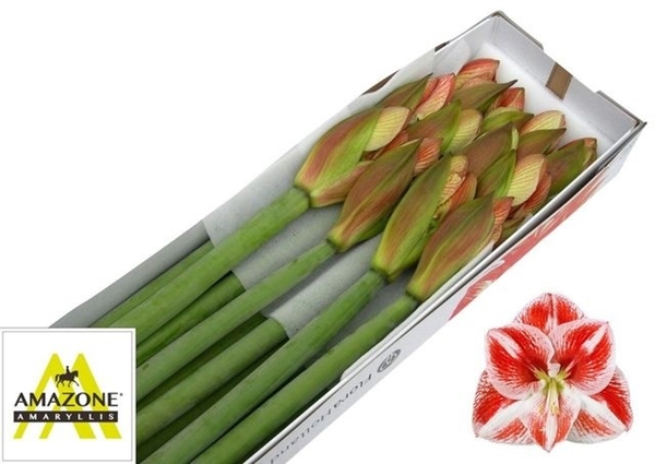 AMARYL. POPOV 4FL X12