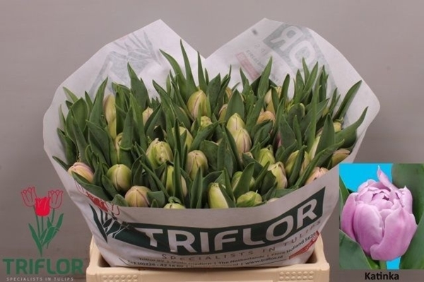 TULIPE KATINKA 37G 35CM
